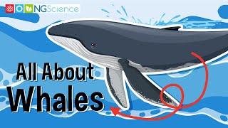 All About Whales