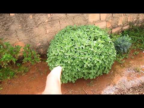 Plantando de tudo um pouco Horta, plantas de chá e mais