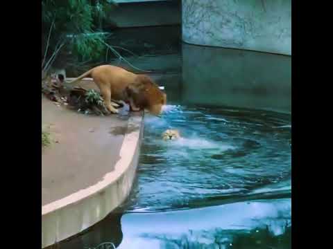 "Lion's Unexpected Swim: A Majestic Fall and Recovery!" #animals #fascinatingwildlife