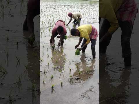 FARMER NEVER GIVE UP 💪 @LPNVLOGS #FARMERS #LPNVLOGS #farmer #farming #india #lovefarming #viral