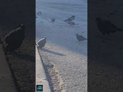 Sea Birds Amongs Pigeons