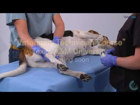 [베터플릭스] "Veterinary Technician Course" Texas A&M University Coming soon