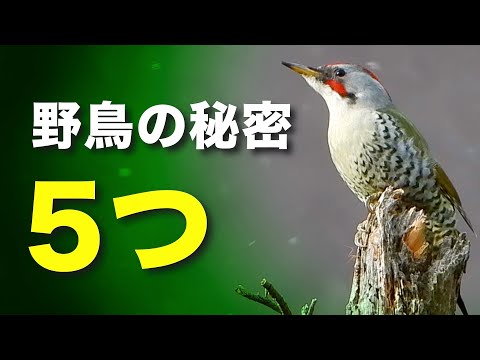 野鳥の不思議に迫る！知られざる５つの秘密