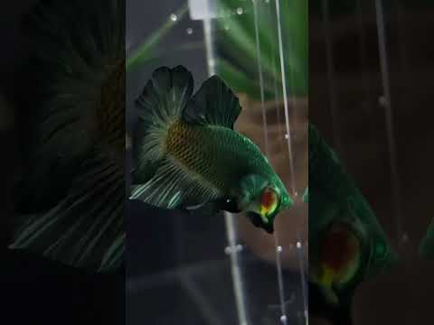 Most unique betta fish Avatar green #1million #trending #aquariumfishfish #bettafish #bettafishtanks