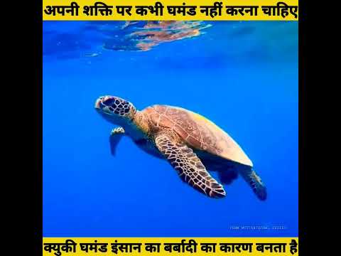 बुद्धिमान कछुवा | Moral Stories | Intelligent Turtle | Hindi Kahani | Motivation Story | #shorts