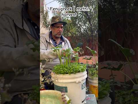 It's very nice to have fresh organic fenugreek harvest from garnden (S-127) #shorts #ytshorts #methi