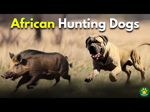 Top 5 Most Amazing Hunting Dog Breeds From Africa