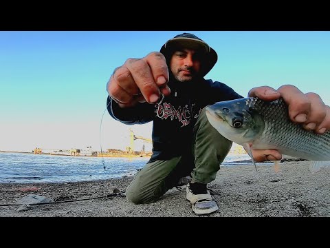 Como pescar sábalos con anzuelo. IMRESIONANTE MILLONES DE PECES. pesca urbana