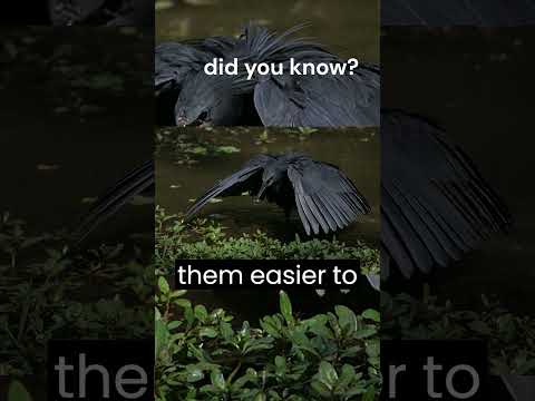 "Ebony Elegance in Action: The Stealthy Fishing Technique of the Black Heron"