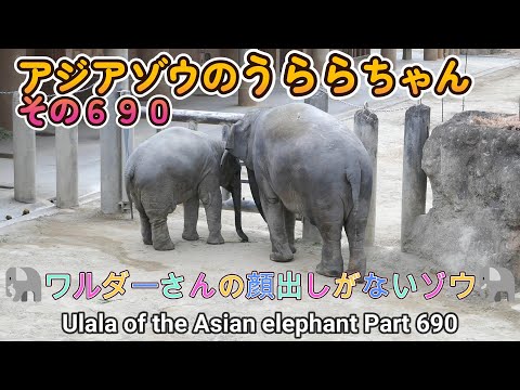 アジアゾウのうららちゃん（６９０）🐘ワルダーさんの顔出しがないゾウ🐘（東山動植物園）Ulala of the Asian elephant Part 690