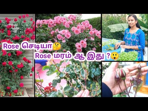 Rose🌹ரோஸ் செடியா இல்ல ரோஸ் மரம் ஆ இது🤔 without fertilizer🏡 Rose tree or not🤩🏔️