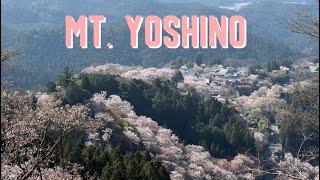 Mt. Yoshino: Epic Cherry Blossom views in Nara