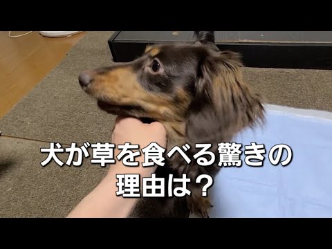 「犬が草を食べる理由は！？犬の行動に隠された意味」