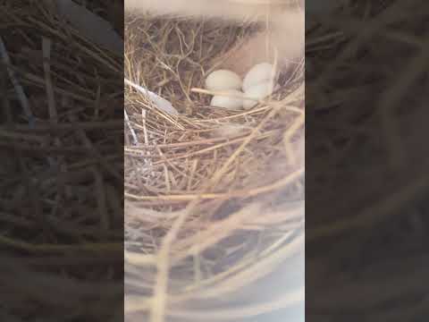 Finches laid eggs🪺🪺#birds #finches #youtubeshort