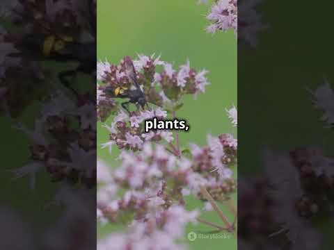 Organic Farming: Biodiversity Boost! #OrganicFarming #Biodiversity #EcoFarming