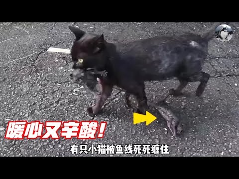 小哥遇到流浪猫带娃搬家，有孩子被拖行，结局暖心又辛酸