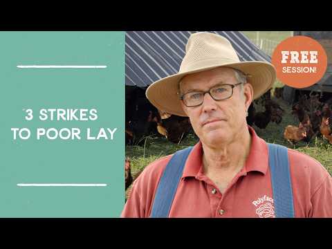 3 Strikes to Poor Egg Laying: Pasturing Chickens | Joel Salatin