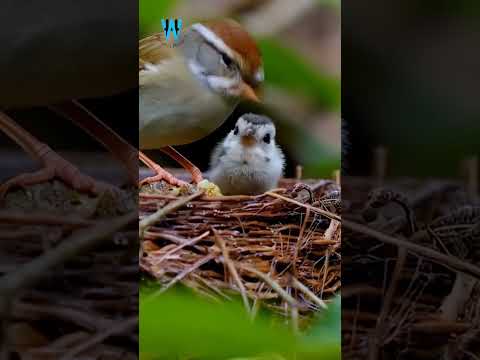 Witness The MOST ADORABLE Bird Families In Their Wild Nests from AI! SEP-54