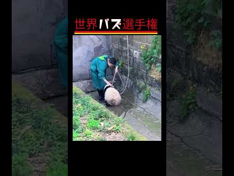 予想外すぎる！可愛くて笑える動物たちの行動集#癒やし #動物ハプニング#癒し系動物 #ViralAnimals#CuteAnimalMoments #shorts