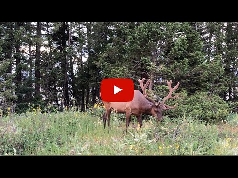 Velvet Bull Elk Haleigh Dunk