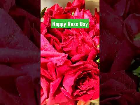 Rose Day #roseday #rose #happy #redrose #chittagong