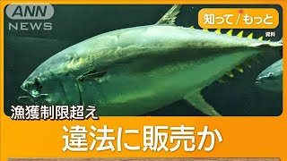 産地不明の「闇マグロ」が流通　ブローカー関与か　秘匿性高いアプリ使い取引【知ってもっと】【グッド！モーニング】(2025年1月11日)