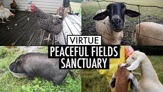 Peaceful Fields Sanctuary - A Haven For Rescued Farm Animals