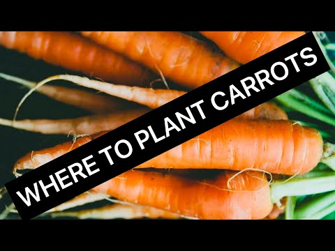 Where to Plant Carrots?