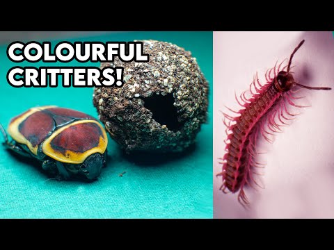 Rehousing Some Of These Colourful Inverts! [REHOUSE]