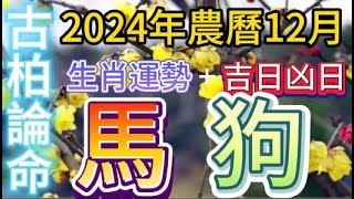 【古柏論命每月運勢+吉日凶日】2024年農曆12月(陽曆12/31 ~2025年1/28)生肖運勢分享 -   馬＋狗