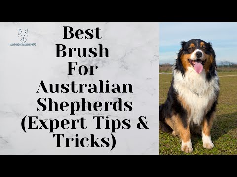 Best Brush For Australian Shepherds (Expert Tips & Tricks)