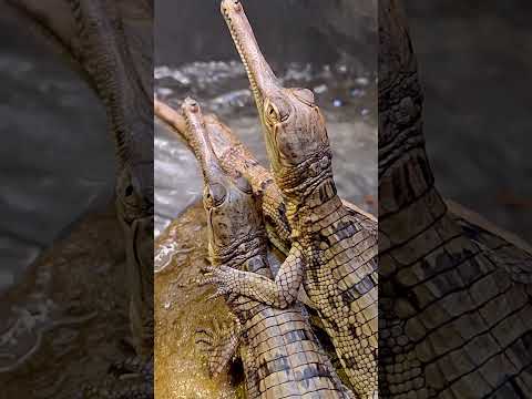 Baby babbles! Sound up to hear our history-making gharial hatchlings chatter with one another.