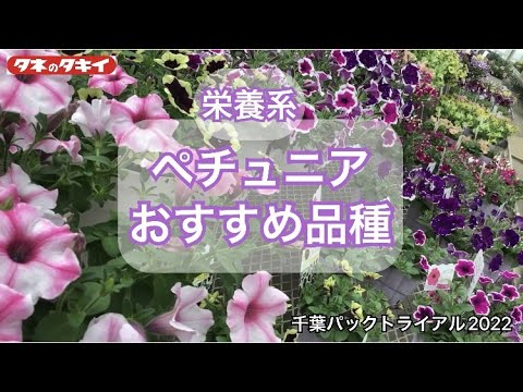 【園芸】2022-2023 ペチュニア タキイおススメ品種