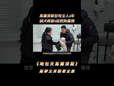 馬爾濟斯狂咬主人2年，訓犬師卻2招把狗撂倒，嚇得它尿了一地#shorts