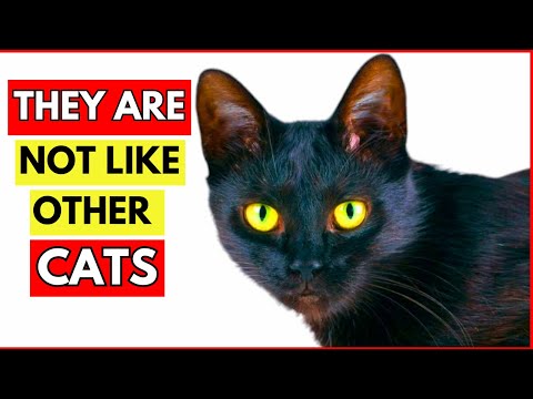 Why Black Cats Are NOT What You Think! (Amazing facts Revealed!)