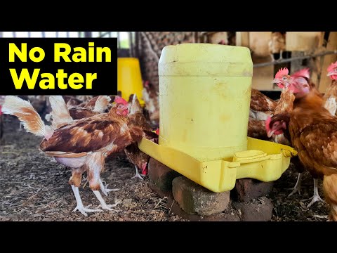 Rain Water Will RUIN Your Farm