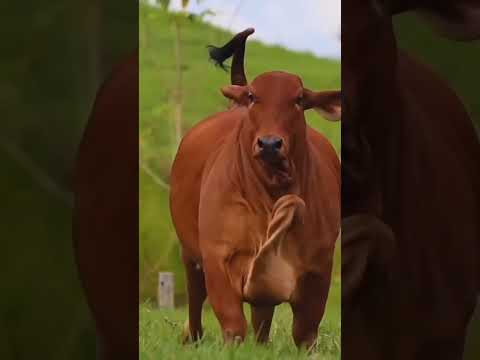 #redcow #cow #wildcow #animals #animalsounds #cartoon