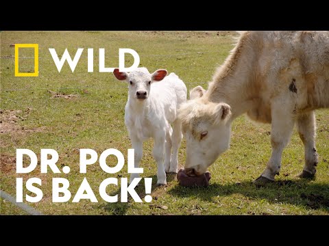 A New Season | The Incredible Dr. Pol | National Geographic WILD UK