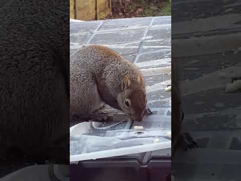 Chubby Squirrel 🐿️ Munching 🍞🥜🐿️