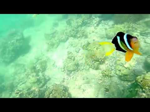 Hong Kong Sai Kung Snorkeling Finding Nemo Clownfish Coral