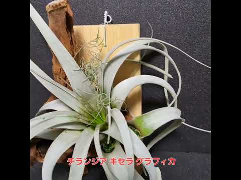 Tillandsia xerographica