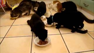 One crazy dinner time at Feline Care....