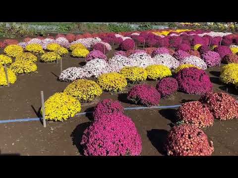 土浦市の美しい風景　荒川沖東のキク畑　20241123