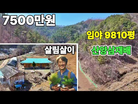 245. 🌄산약초 재배하며 살수 있는 임야&주택 완벽 조합! 지금 이 기회를 놓치지 마세요😲산속 은둔라이프  임업인혜택 제천땅집부동산TV