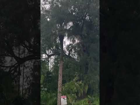 Tornado passed right down our road in front of our house some tree damage