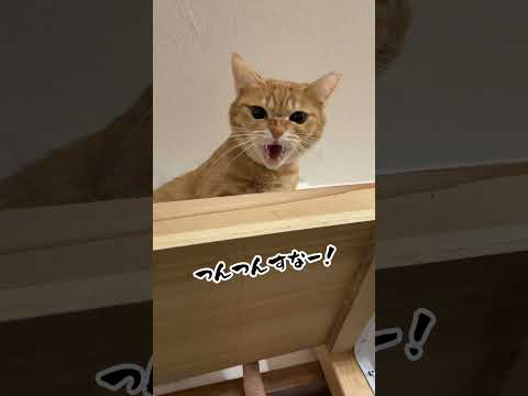 チャイさんの暮らし86。#保護猫