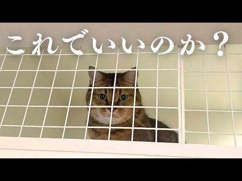 新居を猫用にDIYしたら、こんな感じになりました…