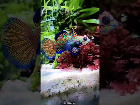 Mandarinfish | Ocean's Dazzling Treasure