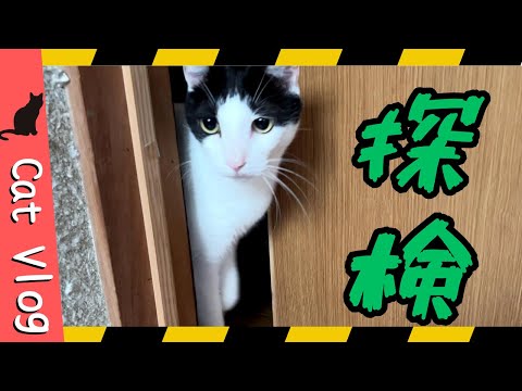 【猫Vlog】猫さんたち探検モード突入😯 #Vlog #猫動画 #可愛い猫 #保護