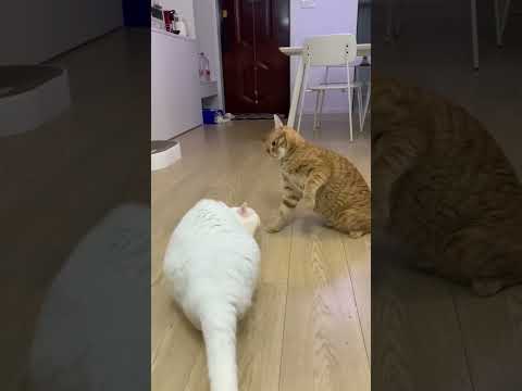 Cats love to Play #catsoftiktok #cuteanimals #cuteanimals #cats